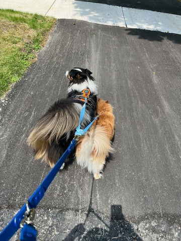 Image of Cavology Braided Nylon Rope 5 ft Leash And Matching Multidog Coupler Splitter Attachment