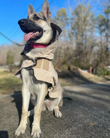 Image of ThunderShirt® + ThunderCoat Bundle Set